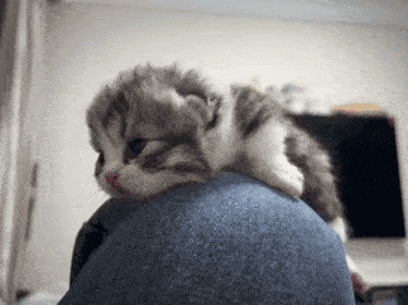 a small kitten is laying on a person 's lap