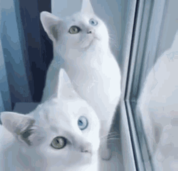 Twin Cats One Blue Eye GIF - Twin Cats One Blue Eye One Green Eye GIFs