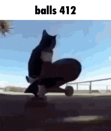 a cat is riding a skateboard with the words balls 412 written above it