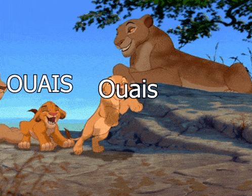 a cartoon of a lioness and two cubs with the words ouais on the bottom right