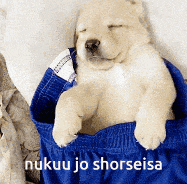 a puppy is sleeping in a pair of blue shorts with the words nukuu jo shorseisa above it