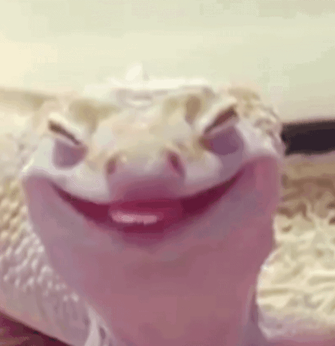 Happy Gecko Smiling Satisfied GIF - Happy Gecko Smiling Satisfied GIFs