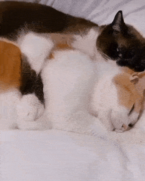 Cat Hugs GIF - Cat Hugs Knead GIFs