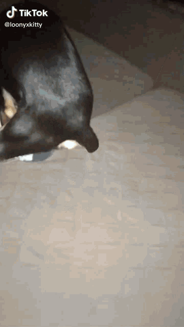 a black dog laying on a couch with a tiktok watermark on it