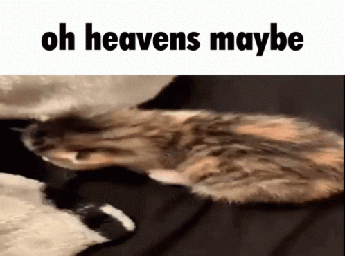 Oh Heavens Cat GIF - Oh Heavens Cat Meme GIFs