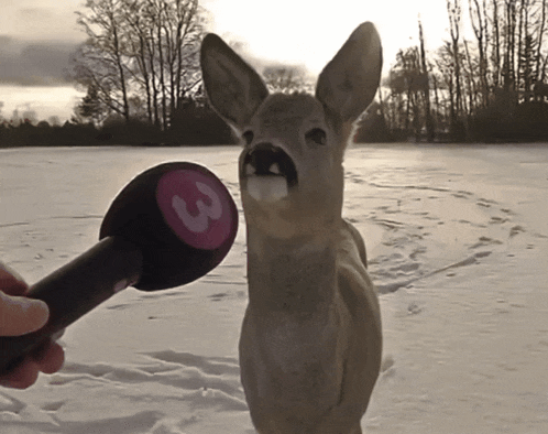 a person holding a microphone with the number 3 on it in front of a deer