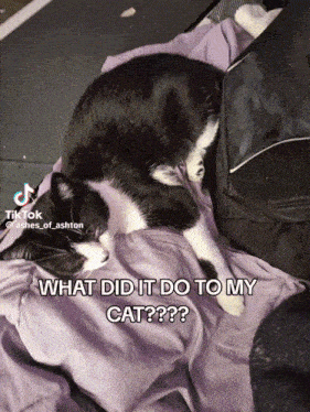 a black and white cat is laying on a purple blanket with the caption " what did it do to my cat "