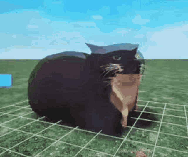 a black cat is sitting on top of a grass covered field .