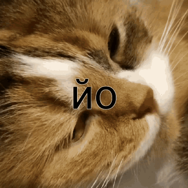 a close up of a cat with the word io written on it