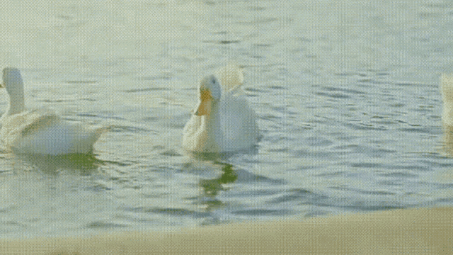 Platum Duck GIF - Platum Duck Ducks GIFs