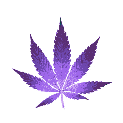 a marijuana leaf with a white background and a few brown spots