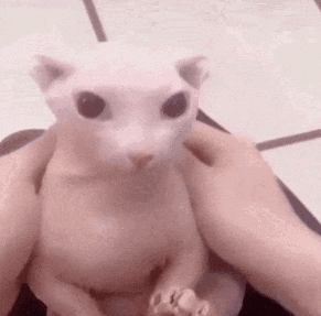 a person is holding a hairless cat in their arms and looking at the camera .