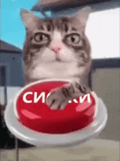 a cat is holding a red button that says ' i 'm sorry ' on it .