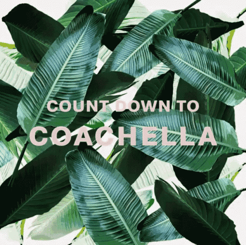 Coachella Leaves GIF - Coachella Leaves Countdown GIFs