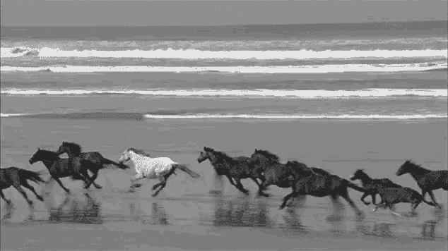a herd of horses are running on a beach near the ocean
