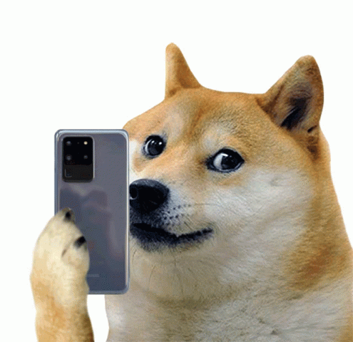 Doge Dogecoin GIF - Doge Dogecoin Selfie GIFs