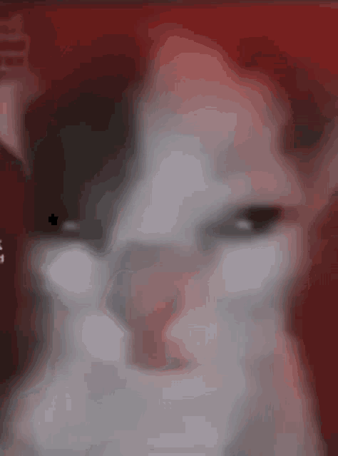 a close up of a cat 's face with a red background