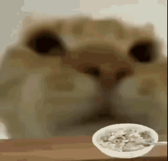 Cat Yummy GIF - Cat Yummy Cereal GIFs