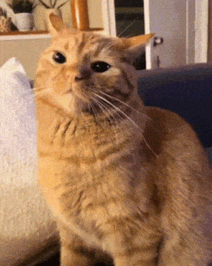 a cat is sitting on a couch looking at the camera