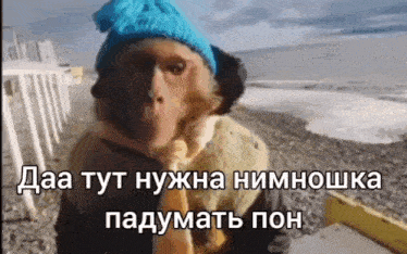 a monkey wearing a blue hat is standing on a beach eating a banana .
