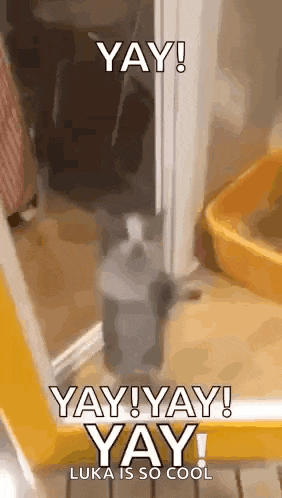a cat is standing in front of a door with the words `` yay ! yay ! yay ! ''