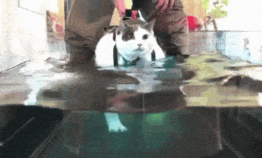 a cat is being held by a person in a tank of water