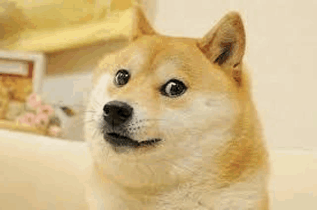 a close up of a dog with a surprised look on his face .