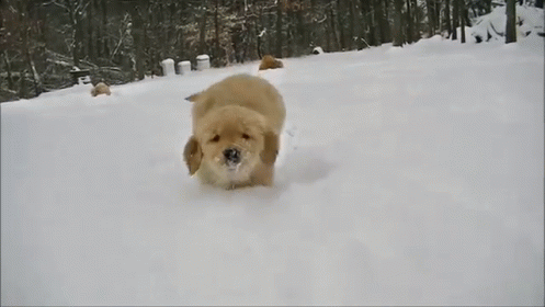 Nothing Better Than Puppies And Snow GIF - Dog Puppy Golden Retriever GIFs