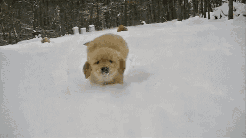 a dog is running through the snow with its paws in the snow