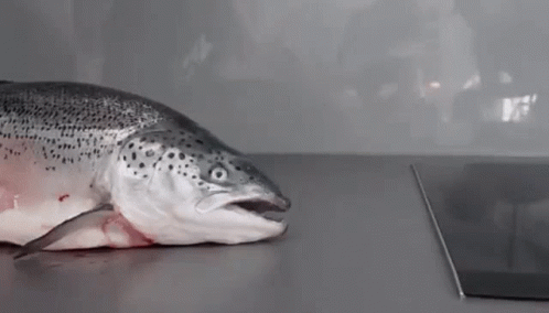 Rosmt Salmon GIF - Rosmt Salmon Shocked GIFs