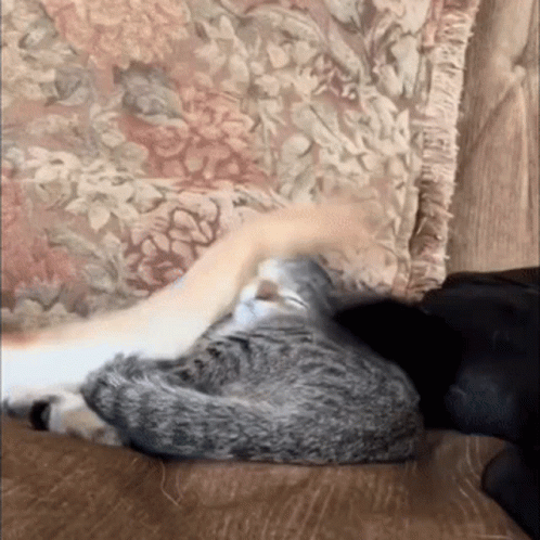 Cat Slap GIF - Cat Slap Cat Getting Slapped GIFs