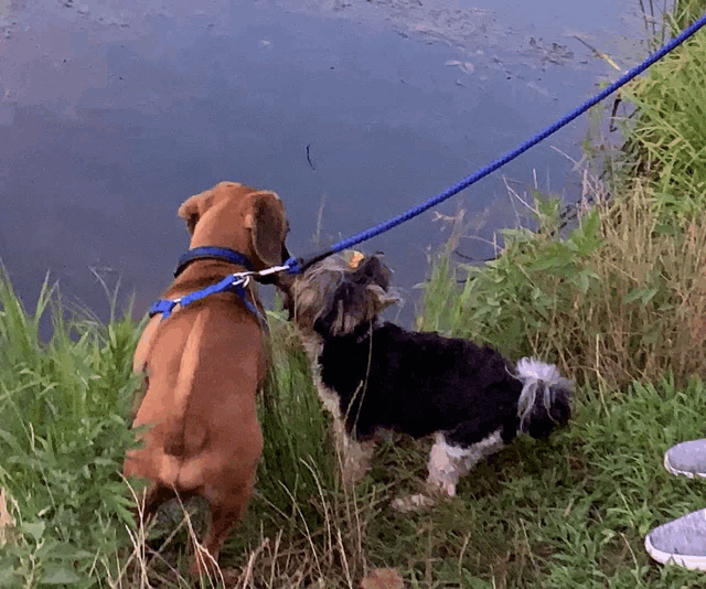 two dogs are standing next to a body of water on a leash