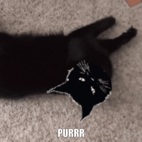 a black cat laying on a carpet with the word purrr written above it