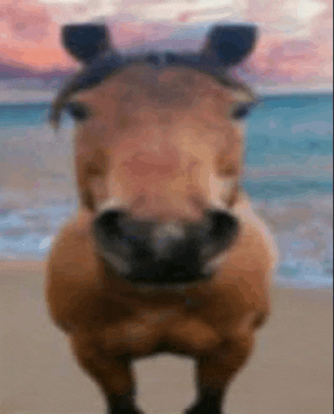 a close up of a horse standing on a beach with a blurry background .