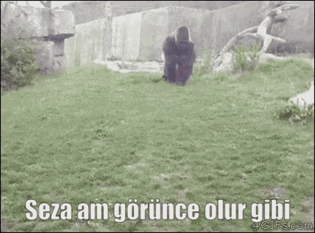 a gorilla is standing in the grass with the words seza am gorince olur gibi written on the bottom
