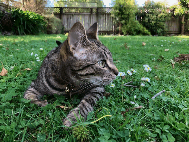 a cat laying in the grass with a fence in the background