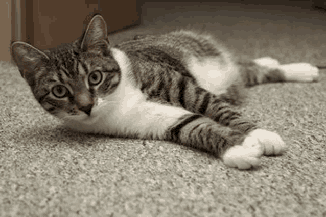a gray and white cat is laying on its back on a carpet .