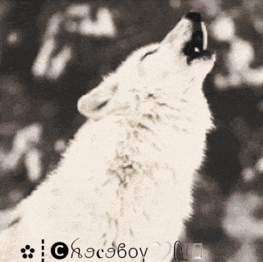 a picture of a white wolf howling with the word chocoboy on the bottom