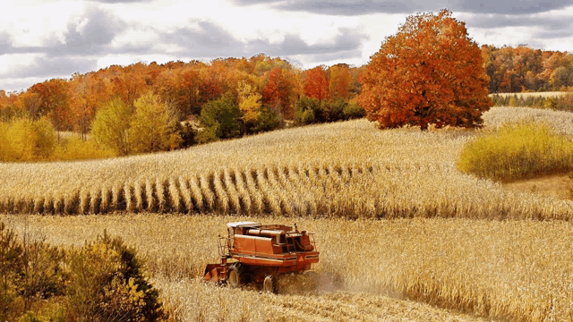 a combine harvester is working in a field of corn