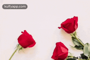 a very happy anniversary card with red roses