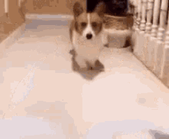 a brown and white corgi dog is running on a white tiled floor .