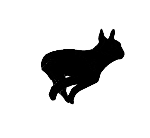a silhouette of a cat running on a white background