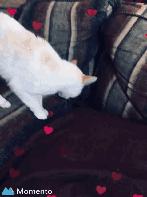 a picture of a cat on a couch with the words momento on the bottom right