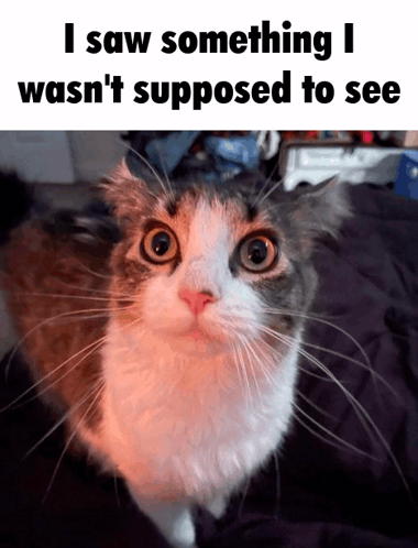 Cat Meme GIF - Cat meme - Discover & Share GIFs