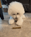 a small white dog is laying on a tiled floor next to a stick .