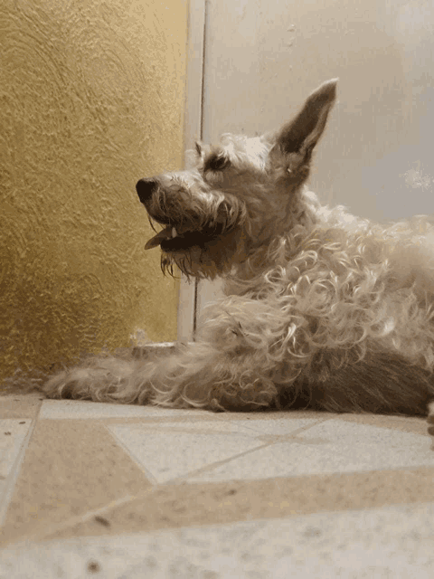 a dog laying on a tiled floor with its tongue out
