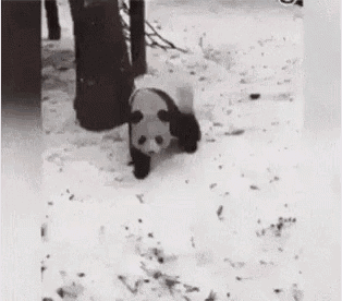 Panda Falling GIF - Panda Falling Snow GIFs