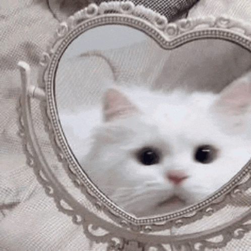a white cat is looking in a heart shaped mirror .