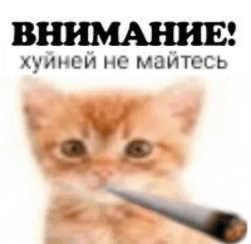 a kitten is holding a cigarette in its mouth and smoking it .