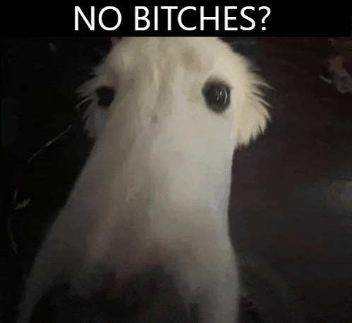 a close up of a white horse 's head with the words `` no bitches '' written above it .